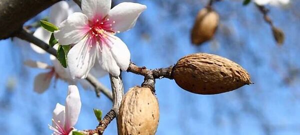BADEM ÇİÇEĞİ  DATÇA TURU