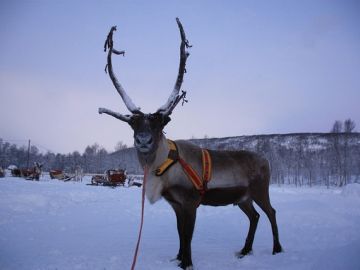 KUZEY`İN IŞIKLI KIŞ MASALI LAPLAND (4 gün 3 gece)