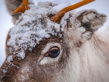 KUZEY`İN IŞIKLI KIŞ MASALI LAPLAND KAMPANYA (4 gün 3 gece)