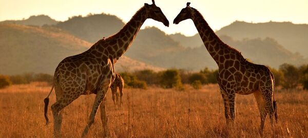 GÜNEY AFRİKA SERÜVENİ