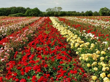 ISPARTA GÜL BAHÇELERİ SALDA TURU 2026