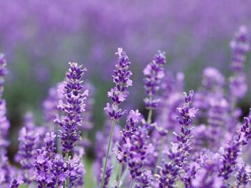 LAVANTA BAHÇELERİ SALDA GÖLÜ TURU