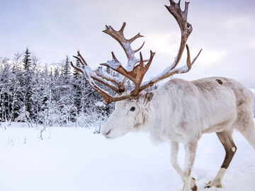 KUZEYİN BÜYÜLÜ IŞIKLARINA YOLCULUK LAPLAND TURU (3 GECE TÜM TURLAR DAHİL)