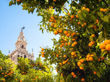 BÜYÜK İSPANYA & ENDÜLÜS TURU