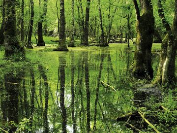 EDİRNE İĞNEADA LONGOZ ORMANLARI TURU (1 GECE KONAKLAMA) 2026
