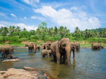 SRİ LANKA TURU 2027