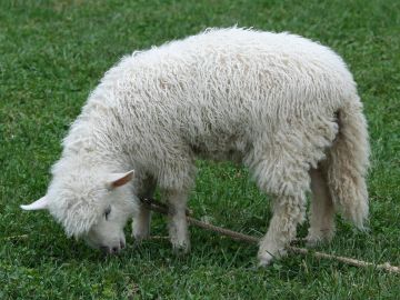 NOEL RÜYASI İLE LONDRA VE MASALSI COTSWOLD KÖYLERİ 2026