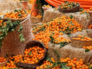 SEFERİHİSAR MANDALİNA ŞENLİĞİ